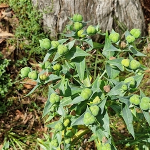 Euphorbia lathyris at Goulburn, NSW - 7 Dec 2024