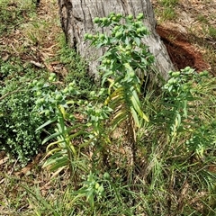 Euphorbia lathyris at Goulburn, NSW - 7 Dec 2024 10:58 AM