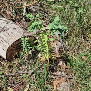 Euphorbia lathyris at Goulburn, NSW - 7 Dec 2024