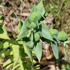 Euphorbia lathyris at Goulburn, NSW - 7 Dec 2024