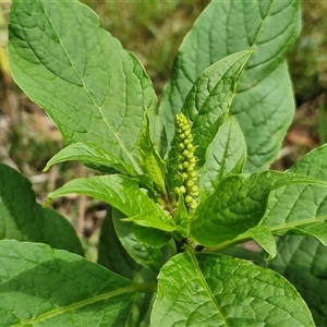 Phytolacca octandra (Inkweed) at Goulburn, NSW by trevorpreston