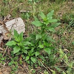 Phytolacca octandra at Goulburn, NSW - 7 Dec 2024 10:58 AM