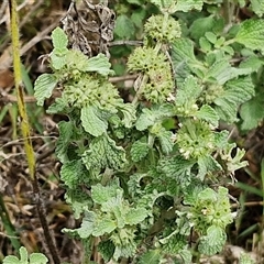 Marrubium vulgare (Horehound) at Goulburn, NSW - 7 Dec 2024 by trevorpreston