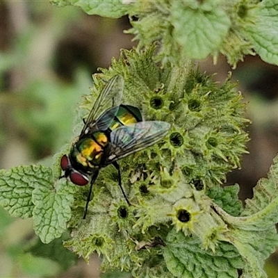 Lucilia cuprina (Australian sheep blowfly) at Goulburn, NSW - 7 Dec 2024 by trevorpreston