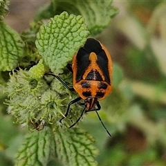 Agonoscelis rutila (Horehound bug) at Goulburn, NSW - 7 Dec 2024 by trevorpreston