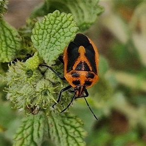 Agonoscelis rutila at Goulburn, NSW by trevorpreston