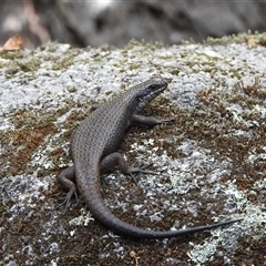 Egernia saxatilis intermedia (Black Rock Skink) at Paddys River, ACT - 24 Nov 2024 by DavidDedenczuk