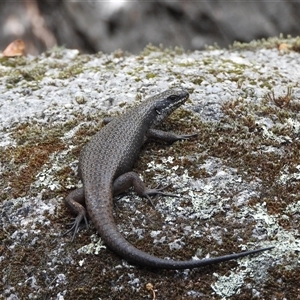 Egernia saxatilis intermedia (Black Rock Skink) at Paddys River, ACT by DavidDedenczuk