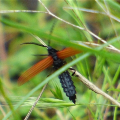 Porrostoma rhipidium (Long-nosed Lycid (Net-winged) beetle) at West Hobart, TAS - 7 Dec 2024 by VanessaC