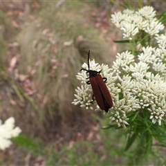 Porrostoma rhipidium (Long-nosed Lycid (Net-winged) beetle) at Paddys River, ACT - 24 Nov 2024 by DavidDedenczuk