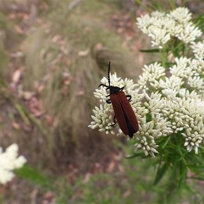 Unidentified Beetle (Coleoptera) at Paddys River, ACT - 23 Nov 2024 by DavidDedenczuk