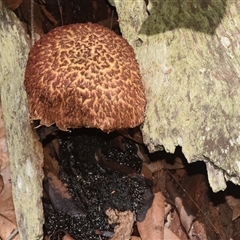 Unidentified Fungus at Sheldon, QLD - 7 Dec 2024 by PJH123