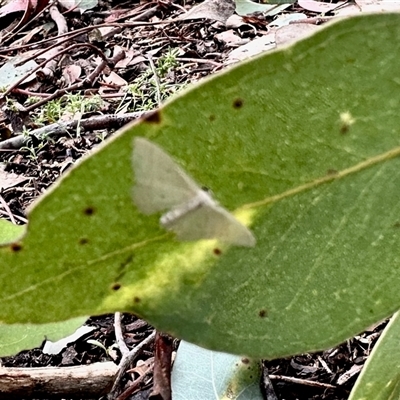 Scopula (genus) (A wave moth (Sterrhinae)) at Aranda, ACT - 7 Dec 2024 by KMcCue
