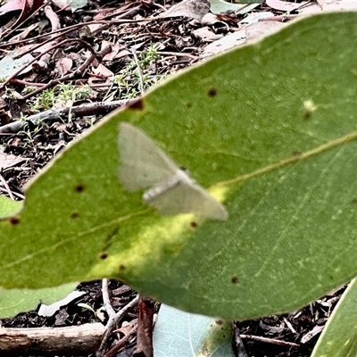 Scopula (genus) (A wave moth) at Aranda, ACT - 7 Dec 2024 by KMcCue