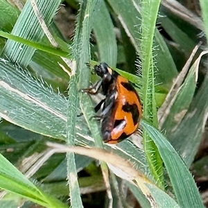 Coccinella transversalis at Aranda, ACT - 7 Dec 2024 11:50 AM