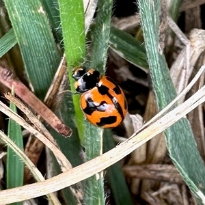 Coccinella transversalis at Aranda, ACT - 7 Dec 2024 11:50 AM