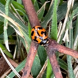 Coccinella transversalis at Aranda, ACT - 7 Dec 2024 11:50 AM