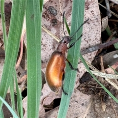 Ecnolagria grandis (Honeybrown beetle) at Aranda, ACT - 7 Dec 2024 by KMcCue