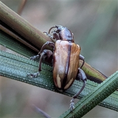 Coleoptera (order) at Mystery Bay, NSW - 7 Dec 2024 by HelenCross