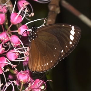 Euploea tulliolus at Sheldon, QLD by PJH123