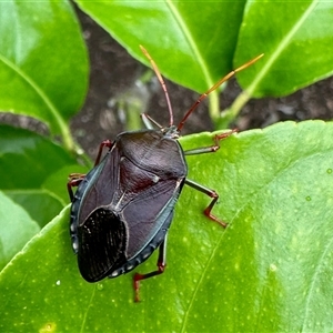 Amphaces sp. (genus) at Aranda, ACT by KMcCue