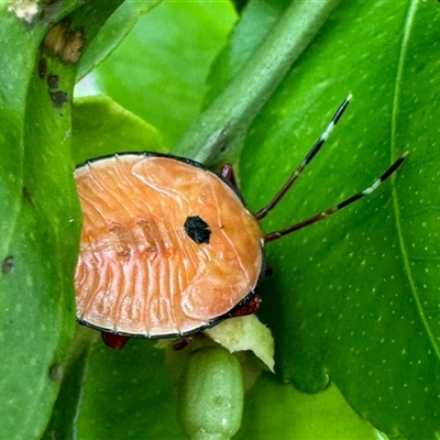 Musgraveia sulciventris (Bronze Orange Bug) at Aranda, ACT - 7 Dec 2024 by KMcCue