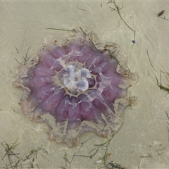 Unidentified Jellyfish or Hydroid  at Marion Bay, TAS - 26 Jan 2022 by VanessaC