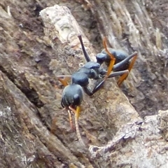 Myrmecia sp., pilosula-group (Jack jumper) at Mount Stuart, TAS - 7 Dec 2024 by VanessaC