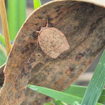 Tortricopsis pyroptis at Bungendore, NSW - 7 Dec 2024 by clarehoneydove