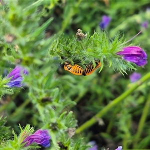 Agonoscelis rutila at Bungendore, NSW - suppressed