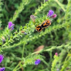 Agonoscelis rutila at Bungendore, NSW - suppressed