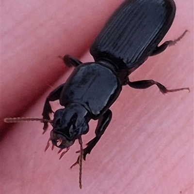 Unidentified Carab beetle (Carabidae) at Bungendore, NSW - 7 Dec 2024 by clarehoneydove