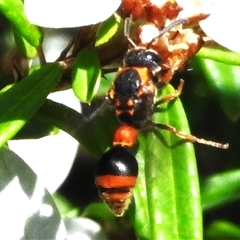 Deuterodiscoelius sp. (genus) (Potter Wasp) at Acton, ACT - 7 Dec 2024 by JohnBundock