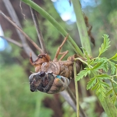 Psaltoda sp. (genus) (A cicada) at Bungendore, NSW - 7 Dec 2024 by clarehoneydove