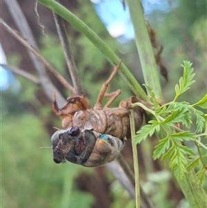 Psaltoda sp. (genus) at Bungendore, NSW - suppressed