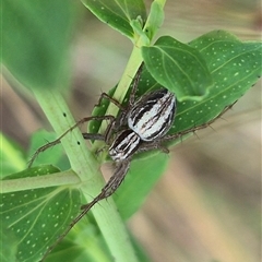 Oxyopes gracilipes at Bungendore, NSW - 7 Dec 2024 by clarehoneydove