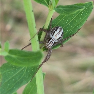 Oxyopes sp. (genus) at Bungendore, NSW - 7 Dec 2024