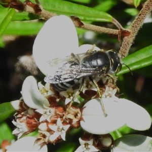 Bembix sp. (genus) (Unidentified Bembix sand wasp) at Acton, ACT by JohnBundock