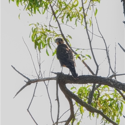 Falco longipennis (Australian Hobby) at Orangeville, NSW - 5 Dec 2024 by belleandjason