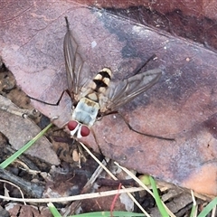 Prosena sp. (genus) (A bristle fly) at Bungendore, NSW - 7 Dec 2024 by clarehoneydove