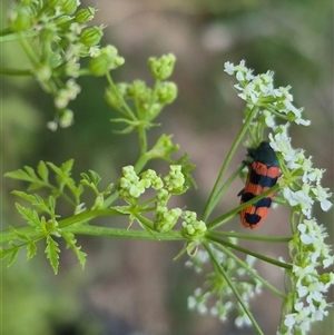 Castiarina crenata at Bungendore, NSW - suppressed