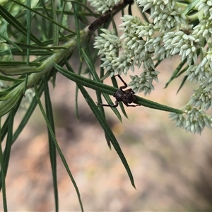 Sidymella sp. (genus) at Bungendore, NSW by clarehoneydove