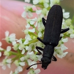 Eleale simplex (Clerid beetle) at Bungendore, NSW - 7 Dec 2024 by clarehoneydove