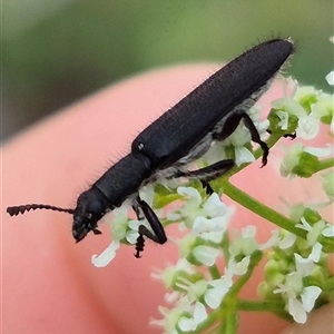 Eleale simplex at Bungendore, NSW - suppressed