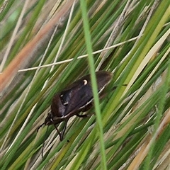 Cermatulus nasalis (Predatory shield bug, Glossy shield bug) at Bungendore, NSW - 7 Dec 2024 by clarehoneydove