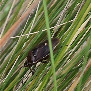 Cermatulus nasalis at Bungendore, NSW by clarehoneydove