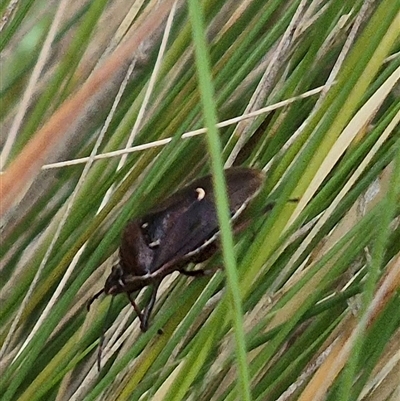 Cermatulus nasalis (Predatory shield bug, Glossy shield bug) at Bungendore, NSW - 7 Dec 2024 by clarehoneydove