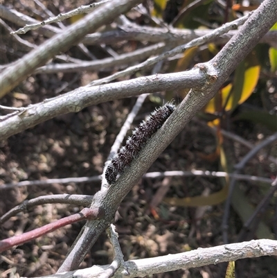 Delias harpalyce (Imperial Jezebel) at Carwoola, NSW - 18 Jul 2024 by AmyT