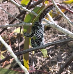 Delias harpalyce at Carwoola, NSW - suppressed