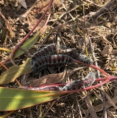 Delias harpalyce at Carwoola, NSW - suppressed